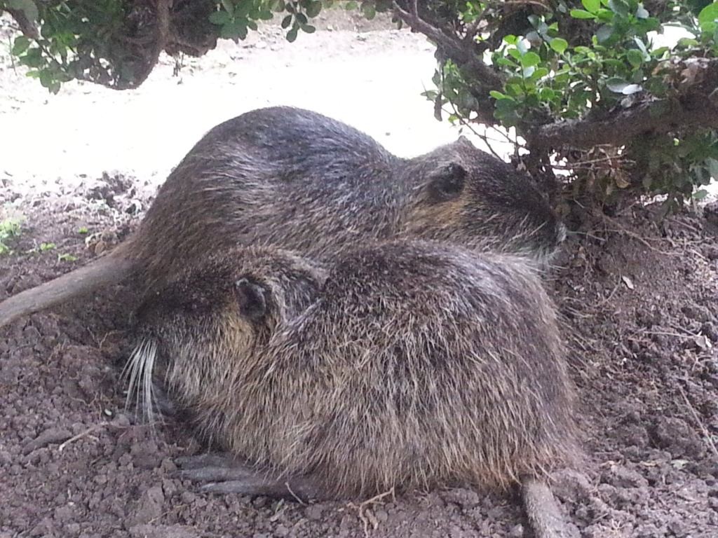 nutria4-1